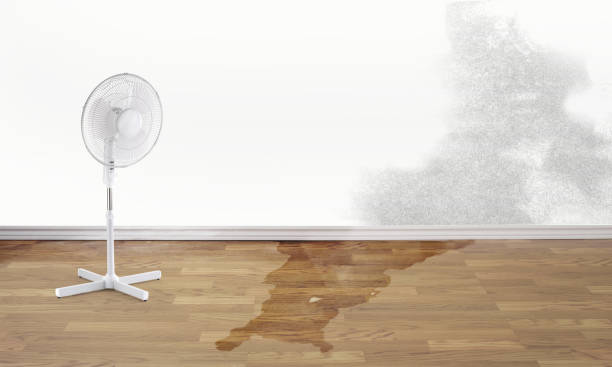 Best Ceiling water damage repair  in Kermit, TX